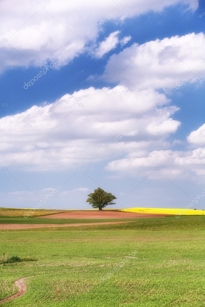 Lonely tree in a field on a hill