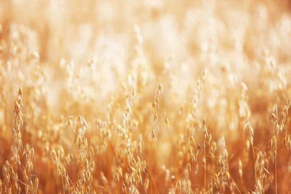 Graan bij zonsopgang — Stockfoto