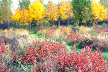 bir arka planda sonbahar orman meyveleri ile bush