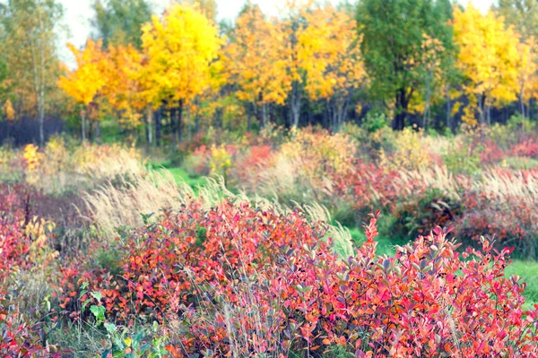 Bush with berries on a background of autumn forest — Stock Photo, Image