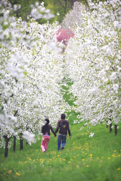 Casal andando em um pomar de maçã na primavera — Fotografia de Stock