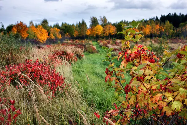 布什与浆果的秋天的森林背景上 — 图库照片