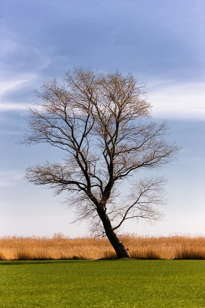 Árvore solitária em uma grama verde na primavera — Fotografia de Stock