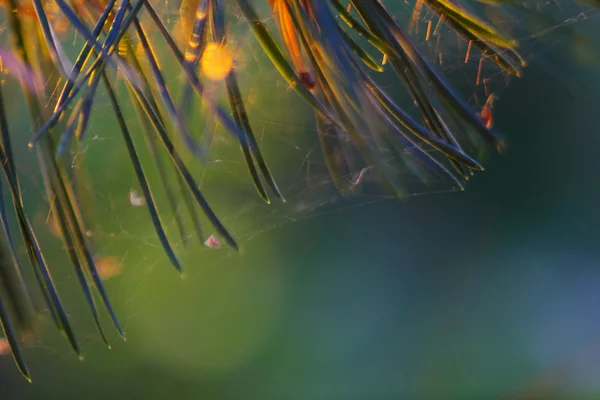 Spruce nålar i bakgrunden — Stockfoto