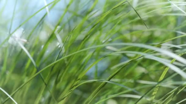 Grünes dünnes Gras wiegt sich im Wind — Stockvideo
