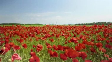 Yeşil tarlada kırmızı gelincikler.