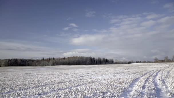 田里的第一场雪，长满了桦树 — 图库视频影像