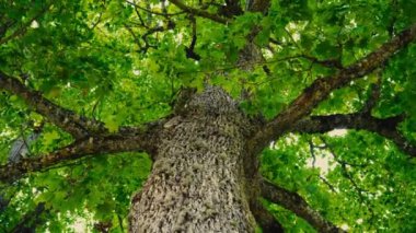 Akçaağaç dallı eski bir taç.