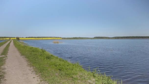 鶴は春に湖を飛び越える 波の間に白い白鳥の群れが泳いでいる 2つの池の間の未舗装の道路は 黄色のフィールドと水平線につながります ラトビア — ストック動画