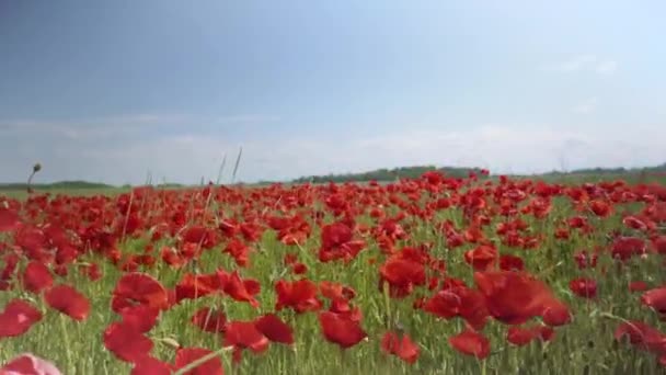 Röda vallmo på ett grönt jordbruksfält. — Stockvideo