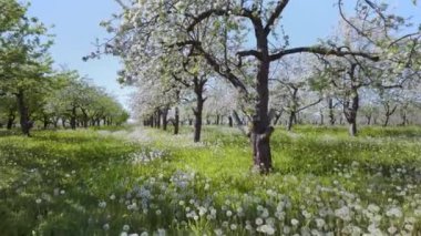 Baharda beyaz çiçeklerle açan bir ağaç.