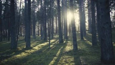 Kışın güneşin altında çam ormanı
