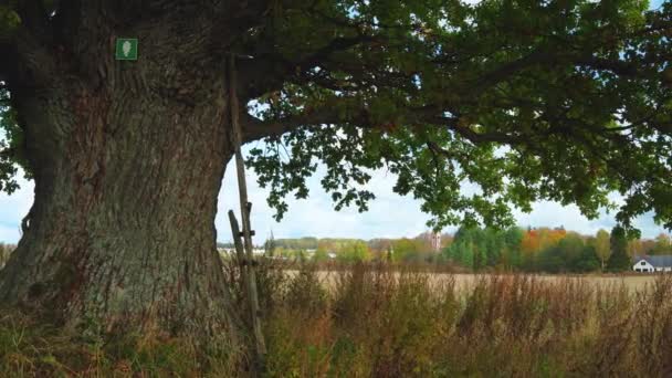 하늘을 배경으로 거대하고 오래 된 푸른 오크 나무 — 비디오