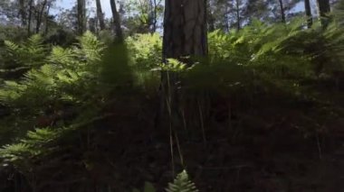 Yazın başında güneşli bir ormanda eğreltiotu.