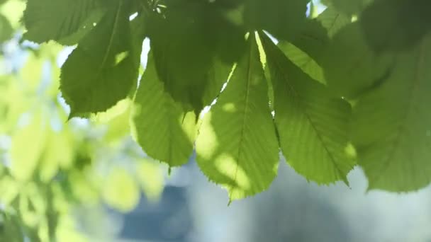 Vert feuilles de châtaignier frais balancent dans le vent — Video
