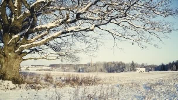 Solitario Quercia Possente Cresce Campo Inverno Sullo Sfondo Edificio Residenziale — Video Stock