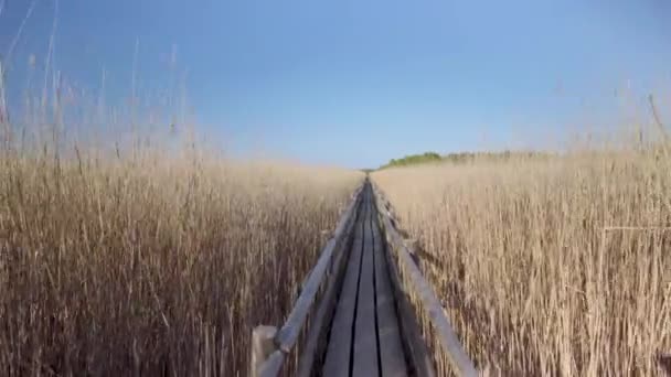 Camino a través del pantano desde las tablas — Vídeo de stock