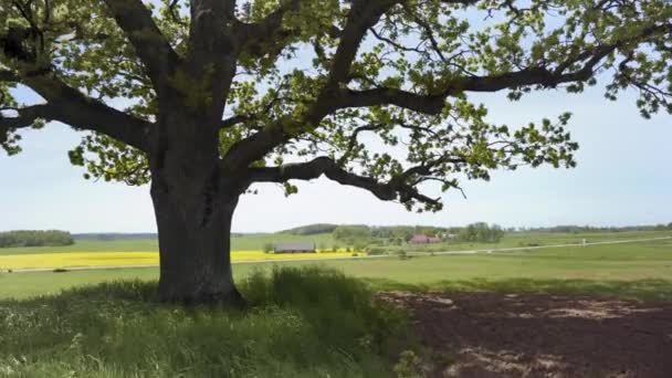 Alte Eiche mit Ästen steht auf einem Hügel — Stockvideo
