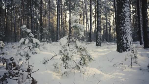 松を通して森の中の太陽 — ストック動画