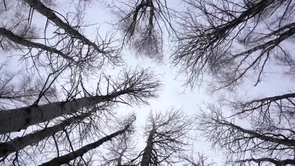 Aspens rotativos na floresta tiro de baixo — Vídeo de Stock