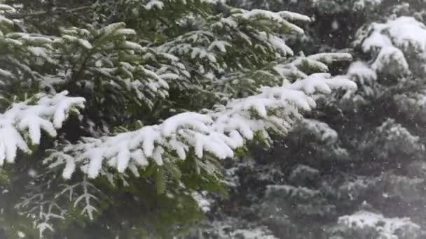 森のモミの木の背景に降る雪 — ストック動画