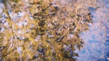 Ağaçlar derenin suyuna yansıyor.