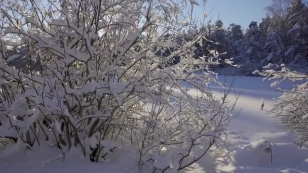 Solig vinter frostig dag i en tallskog — Stockvideo