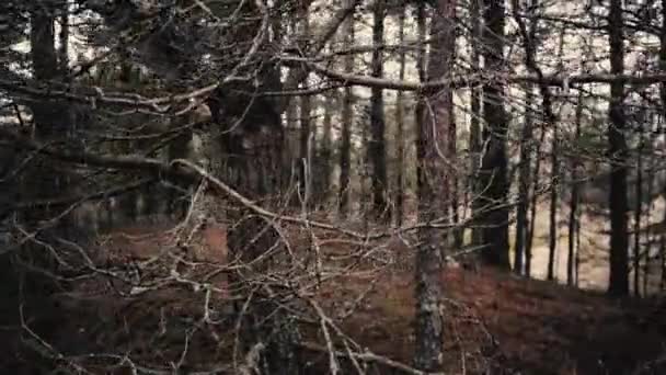 Mystical trees in a pine forest — Stock Video
