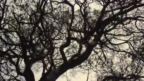 Mystical trees in a pine forest — Stockvideo