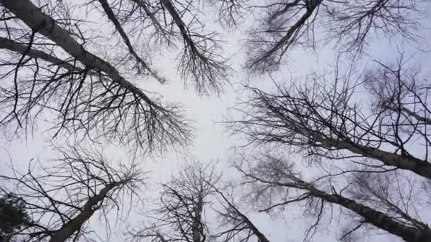 Обертаються аспекти в лісі, знімок знизу — стокове відео