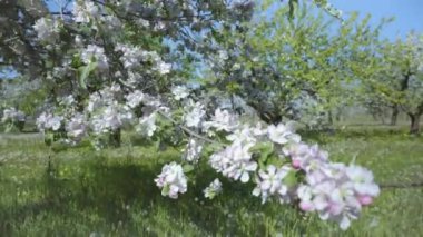 Baharda beyaz çiçeklerle açan bir ağaç.