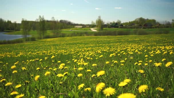 Gelber Löwenzahn auf einem Feld im Frühling — Stockvideo