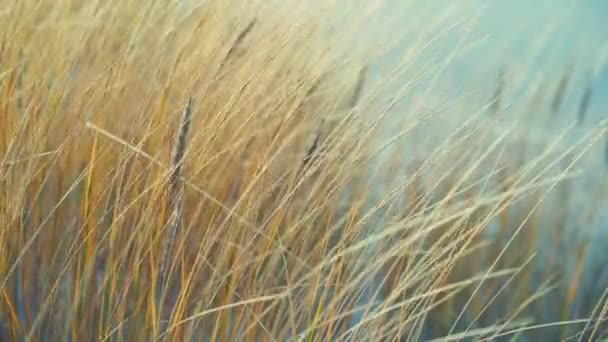 Gelbes trockenes Gras schwankt bei Windböen — Stockvideo
