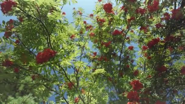Банки Червоних Весняних Ягід Зеленим Листям Проти Блакитного Неба Вітер — стокове відео