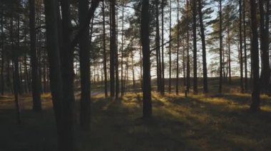 Baltık kumullarında sahile doğru yürü.