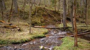 İlkbaharda vahşi bir ormanda yürümek
