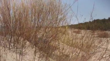 Baltık kumullarında sahile doğru yürü.