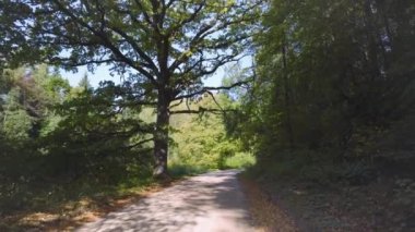 Sonbaharda orman yolunda yürü