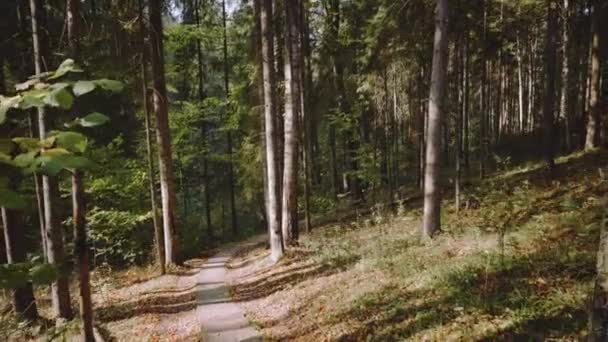 秋の森の道を歩く — ストック動画