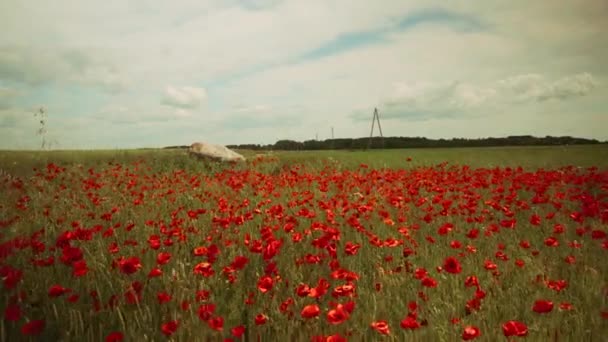 Červené máky na zeleném zemědělském poli. — Stock video