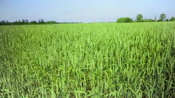 Zöld gabonamező a horizontig — Stock videók
