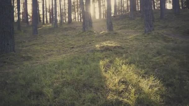 National park with wild forest in early spring — Wideo stockowe