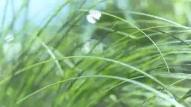 Rüzgarda savrulan yeşil ince çimenler