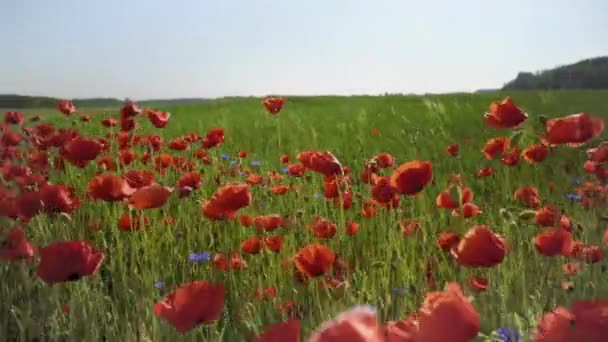 Mák és vadvirágok a zöld fűben. — Stock videók