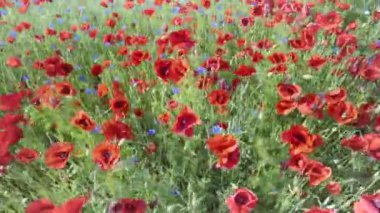 Yeşil çimlerde gelincikler ve kır çiçekleri.