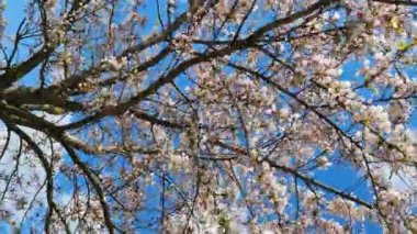 Baharda beyaz çiçeklerle açan bir ağaç.