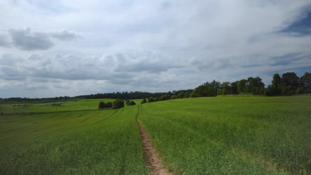 Böiger Wind wirbelt grüne Pflanzen durcheinander — Stockvideo