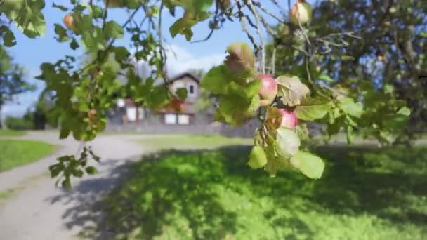 Mele luminose sui rami nel vento sullo sfondo di una casa rurale — Video Stock