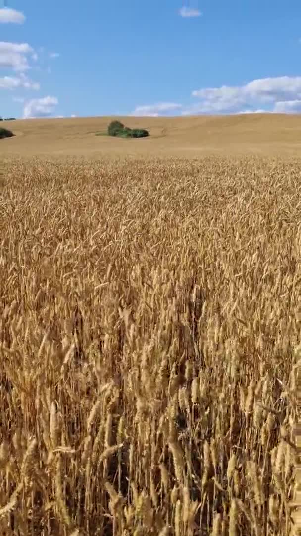 Zemědělské pole obilovin v létě — Stock video
