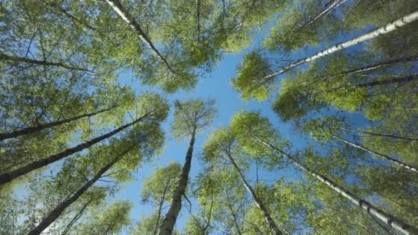 Spacerując po wiosennym lesie i patrząc w niebo — Wideo stockowe